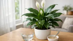 Proč toulcovka nekvete a jak ji přimět kvést bez stresu