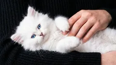 10 důvodů, proč byste si měli pořídit kočku