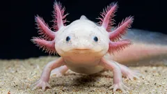 Axolotl v akváriu: zajímavá fakta a kompletní průvodce péčí pro začátečníky