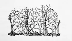 První zvíře, které na obrázku uvidíte, odhalí vaši skutečnou osobnost