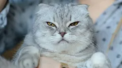 6 překvapivých věcí, které mohou vaši kočku velmi rozčilovat