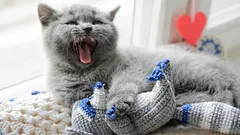 Proč vaše kočka chodí po domě a mňouká: Co se vám snaží říct?