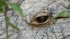 Nejstarší krokodýl na světě: Takhle vypadá tento zázrak přírody, 124letý obr jménem Henry