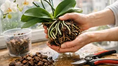 Přelitá orchidej? Jak ji rychle zachránit a zastavit hnilobu kořenů