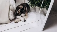 Proč se psi nepoznají v zrcadle a co to vypovídá o jejich inteligenci